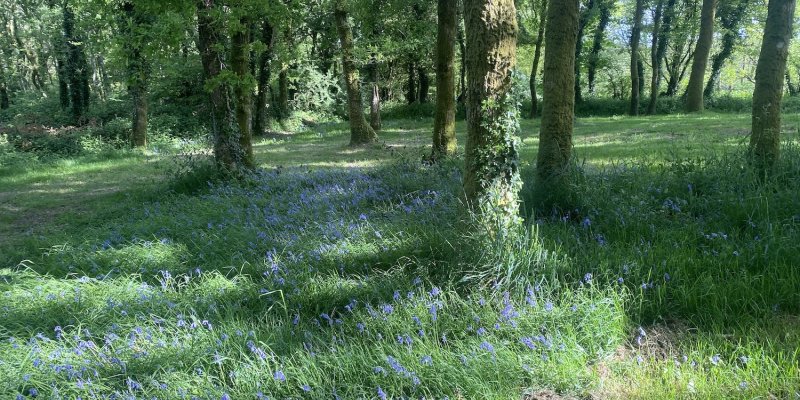 Bluebells in the campsite woodland